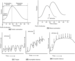 Skeletal Muscle Contraction – Basic Human Physiology