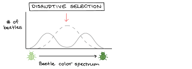 We found some images about types of natural selection worksheet Natural Selection In Populations Article Khan Academy