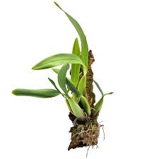 Image result for Bulbophyllum falcatum