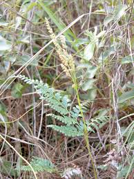 Image result for Anemiaceae