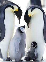 9 Ways We Relate To The Penguins In March Of The Penguins The Next Step Penguin Pictures Artic Animals Animal Photography Wildlife