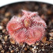 Image result for Drosera burkeana