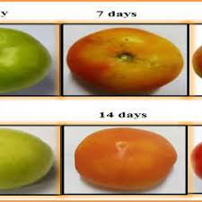 Development Of Chilling Injury And Changes Color Of Non Transgenic Download Scientific Diagram