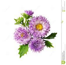 Favorite Aster Flower Flowers And Leaves Plants