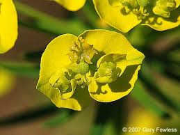Image result for Euphorbia cyparissioides
