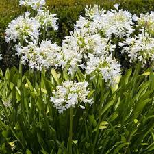 Image result for Agapanthus africanus