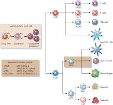 Where did it all start? Stem Cells Cancer And Cancer Stem Cells Nature