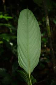 Image result for Halopegia azurea