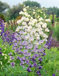 Because it flowers later than the first spring ephemerals, such as dutchman's. The One Native Perennial Everyone Should Plant Midwest Living