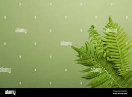 Image result for Dryopteris kilemensis