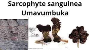 Image result for Sarcophyte