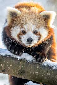 Red Panda By Keith Bannerman 500px In 2020 Red Panda Panda Red