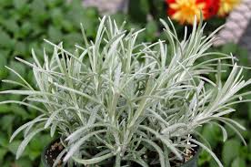 Image result for Helichrysum chasei