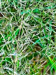 Image result for Eragrostis tenuifolia
