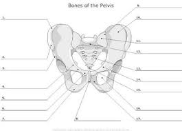 Image Result For Anatomy Labeling Worksheets Anatomy And Physiology Anatomy Bones Physiology