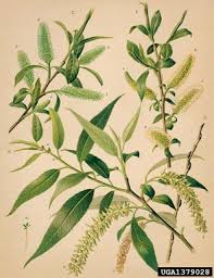 Image result for Salix