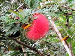 Pom pom camp, okavango delta picture: There Was A Tree With These Pom Pom Flowers On It But I Don T Know What It S Called Picture Of Parque Guanayara Cuba Tripadvisor