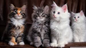 Maine Coon Kittens Mix Colors Prices The Expectancy Of