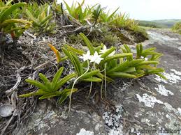 Image result for Rangaeris muscicola