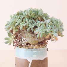 Check spelling or type a new query. Caring For Succulents In Winter Succulents And Sunshine