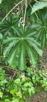 Image result for Cecropia pachystachya