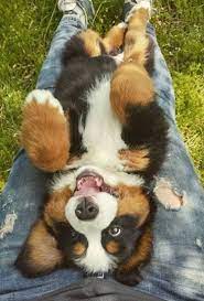newest pics bernese mountain dogs size strategies for over 2 000 years your bernese hill doggy has become a 2010 foundation asso bernasennen hund welpen hunde