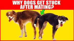 But if you notice that the dogs are tied for too long and that it's really too painful for them, stay calm and pet the female dog gently on the head. Why Dogs Get Stuck After Mating Breeding Process Explained Youtube