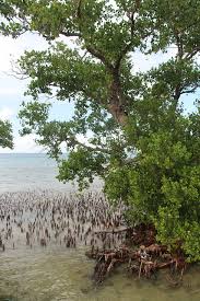 Image result for Sonneratia