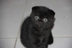 Черные шотландские коты
