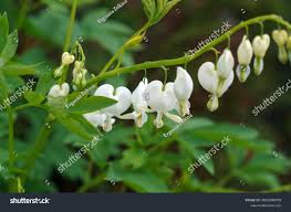 Image result for Dicentra spectabilis alba