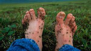 Want to learn how to get rid of mosquitoes? Researchers Have Determined Why Mosquitoes Find Ankles And Feet So Delicious Goats And Soda Npr