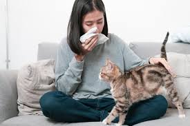 Once it has been determined that your cat is suffering from litter allergies, your veterinarian may recommend certain litters that do not contain the offending allergens. Cat Lovers With Allergies May Soon Have A Vaccine