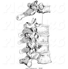 Thoracic vertebrae anatomy vintage illustration clip art isolated on white background. Clip Art Of A Retro Drawing Of The Peculiar Dorsal Thoracic Vertebrae In Black And White By Picsburg 56496