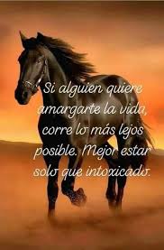 Pin De Yessica Batista En Vida Salvaje Frases De Caballos Frases De Leones Animales Frases