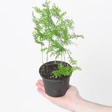 Image result for Selaginella perpusilla