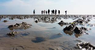 Ein schöner Tag am Wattenmeer