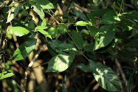 Image result for Vitex ferruginea