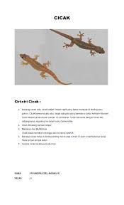 We did not find results for: Doc Cicak Ciri Ciri Cicak Herlambangadi N Academia Edu