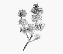 Black and white flower png transparent. Vintage Flower Png Black And White Vintage Flower Black And White Png Transparent Png Transparent Png Image Pngitem