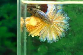 These realistic wild betta fish can be customized as gifts. What Are Betta Fish Earthpedia Earth Com