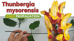 Image result for Thunbergia mysorensis