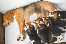 Das sind die offensichtlichsten anzeichen, die uns sagen, dass dein hund jetzt ein senior ist. Die Geburt Bei Hunden So Kommt Der Nachwuchs Auf Die Welt