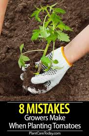 Most gardeners regardless of their experience use tomato shoots for an easy planting, growing, and harvesting process. 8 Tomato Plant Growing Mistakes Do You Make Any Tomatoes Plants Problems Plant Problems Home Vegetable Garden