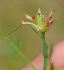 Image result for Gnidia goetzeana