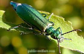 One gram is enough to cause symptoms in 5,000 people. Shpansky Fly The Strongest Aphrodisiac Nature 2021