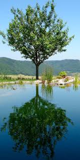 Prachtvoller Garten Auf Dem Land Mit Grossem Schwimmteich Am Hang Schwimmteich Wasser Im Garten Garten
