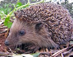 Maybe you would like to learn more about one of these? Hedgehog Wikipedia