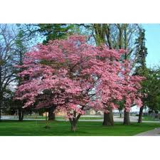 Flowering dogwoods are hardy in usda zones 3 through 9. Flowering Dogwood Tree Seeds Tree Seeds For Sale