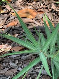 Image result for Tricliceras longepedunculatum