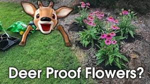 Maybe you would like to learn more about one of these? Flowers That Deer Won T Eat Are They Deer Proof Youtube